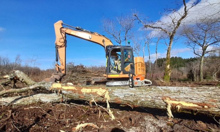 Remise en état et nettoyage de parcelle ou terrain forestier à Alligny