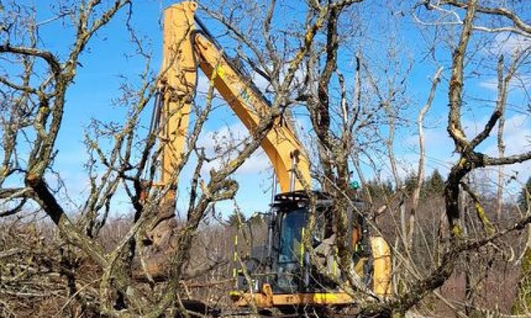 Remise en état et nettoyage de parcelle ou terrain forestier à Alligny